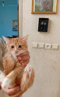 واگذاری بچه گربه