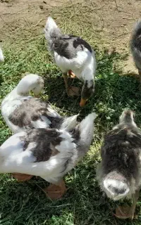 جوجه غاز