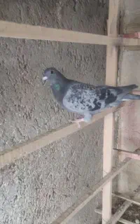 پلاکی نر غریب