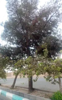 بریدن درخت رایگان هرس وکاشت درخت کوددادن
