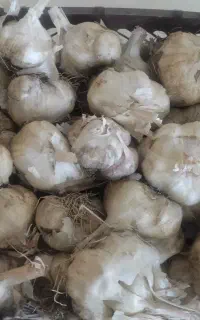 سیر اورگانیک محلی