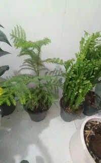 گل و گیاه آپارتمانی