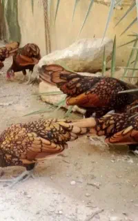 مرغ و خروس زینتی سبرایت
