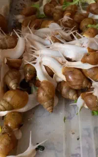 حلزون وتخم حلزون آناپیتا