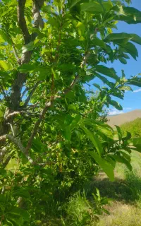 نیازمند سرمایه گذار