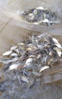 بچه ماهی کپور