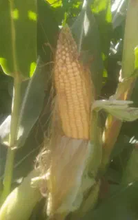 ذرت علوفه ای
