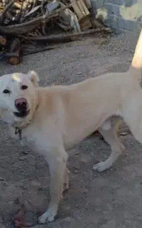 خراسانی