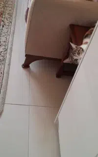 گربه خانگی سه رنگ مهربون