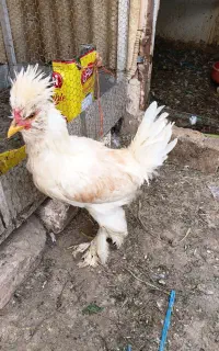 خروس لهستانی