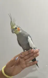عروس هلندی نر پدر بوده