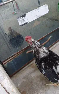 سه تاخروس محلی گلین وآمروک