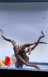 فروش. چوب ریشه آبنوس