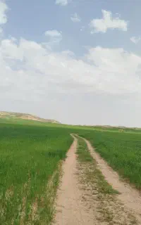 کاه گندم سیاه خانی