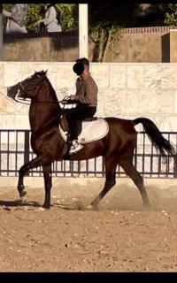 اسب رنگ کهر خاص