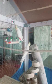 عروس هلندی