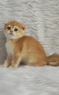 گربه اسکاتیش گلد NY12 عکس واقعی