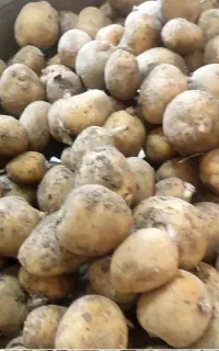 سیب زمینی‌ درجه یک بذری خوراکی موجود  قیمت ۳۰