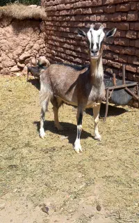 بز سانن