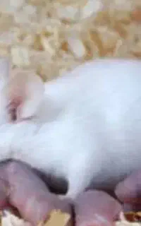 تامین موش ازمایشگاهی (فیدر)