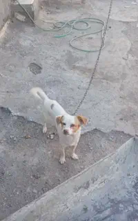 یک جفت سگ پاکوتاه