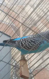 مرغ عشق انگلیسی