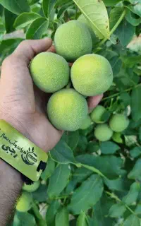 پیش فروش نهال گردو ژنوتیپ تجاری با عملکرد بالا