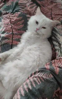 گربه