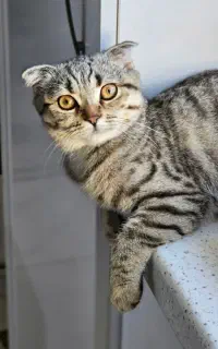 گربه