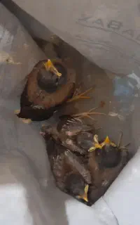 جوجه مینا تهرانی