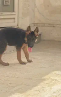 سگ چهار ماه ماده