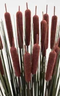 گل نی لوئی طبیعی