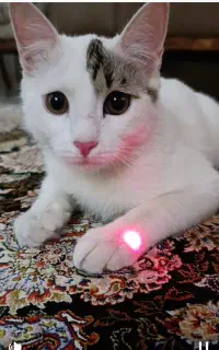 واگذاری گربه DSH