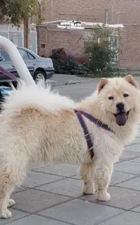 سگ چاو چاو
