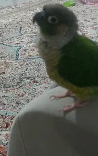 پرندم گم شده