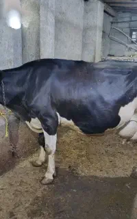 دوگاو تک شیر گوشتی