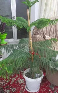 گل چتری