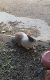 خرگوش نر