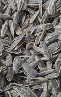 تخمه درجه یک.