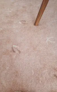 موکت ۴۲ متر