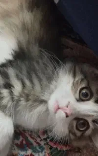 گربه گمشده