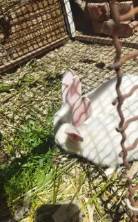 خرگوش سفیدچشم قرمز