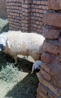 گوسفند