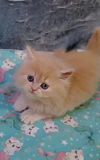 گربه پرشین