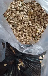تخم هندوانه پارسالی