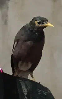 مینا پرنده