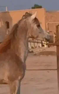 عرب دوسر مصری