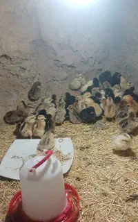 جوجه محلی یک روزه