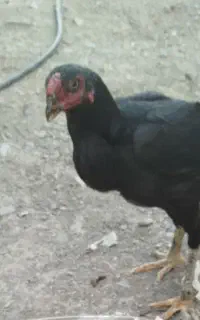 دو عددمرغ لاری افغان
