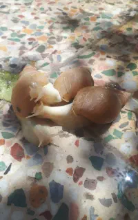 حلزون خانگی
